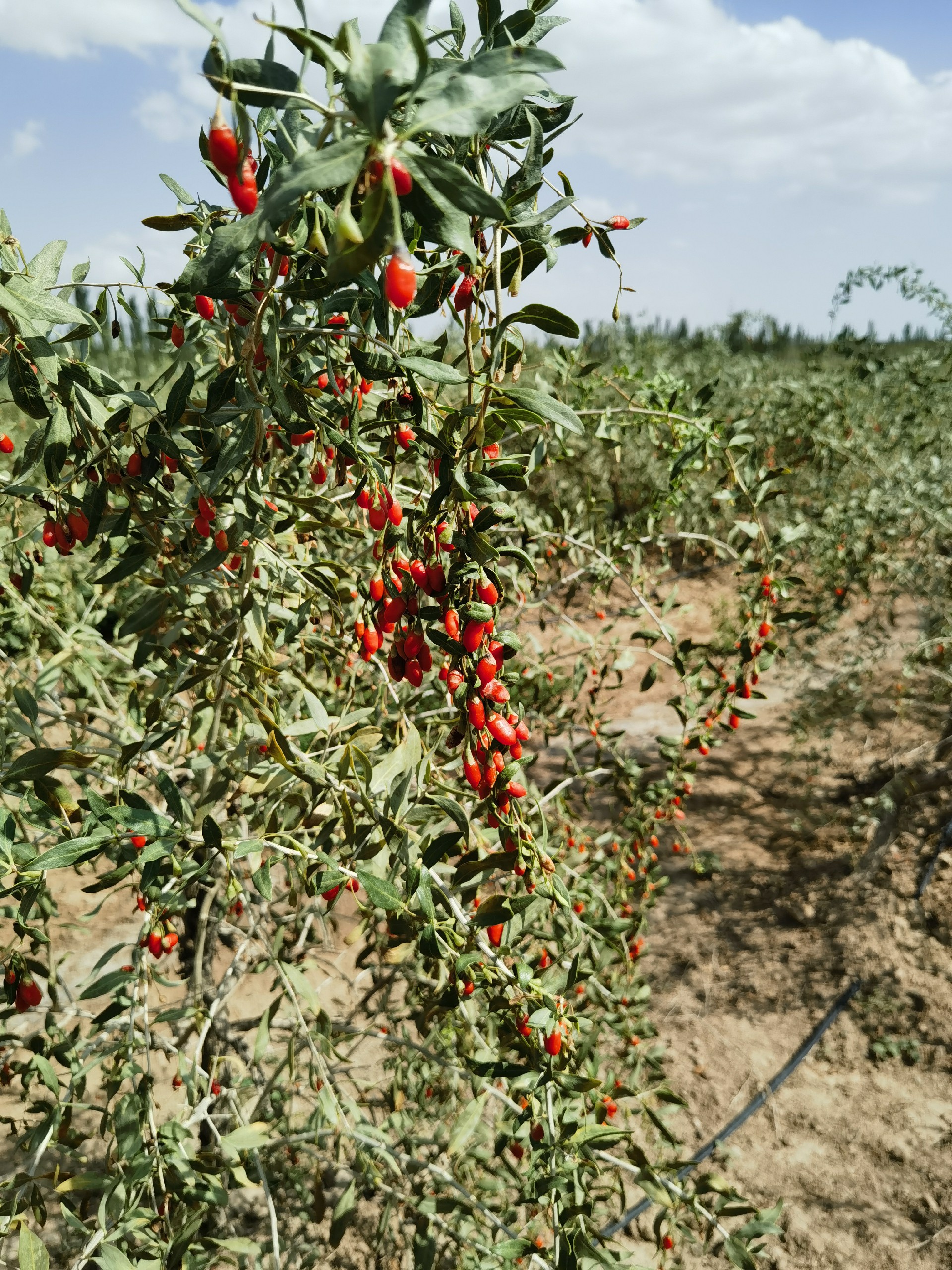 1691226820607577.jpg 15.jpg